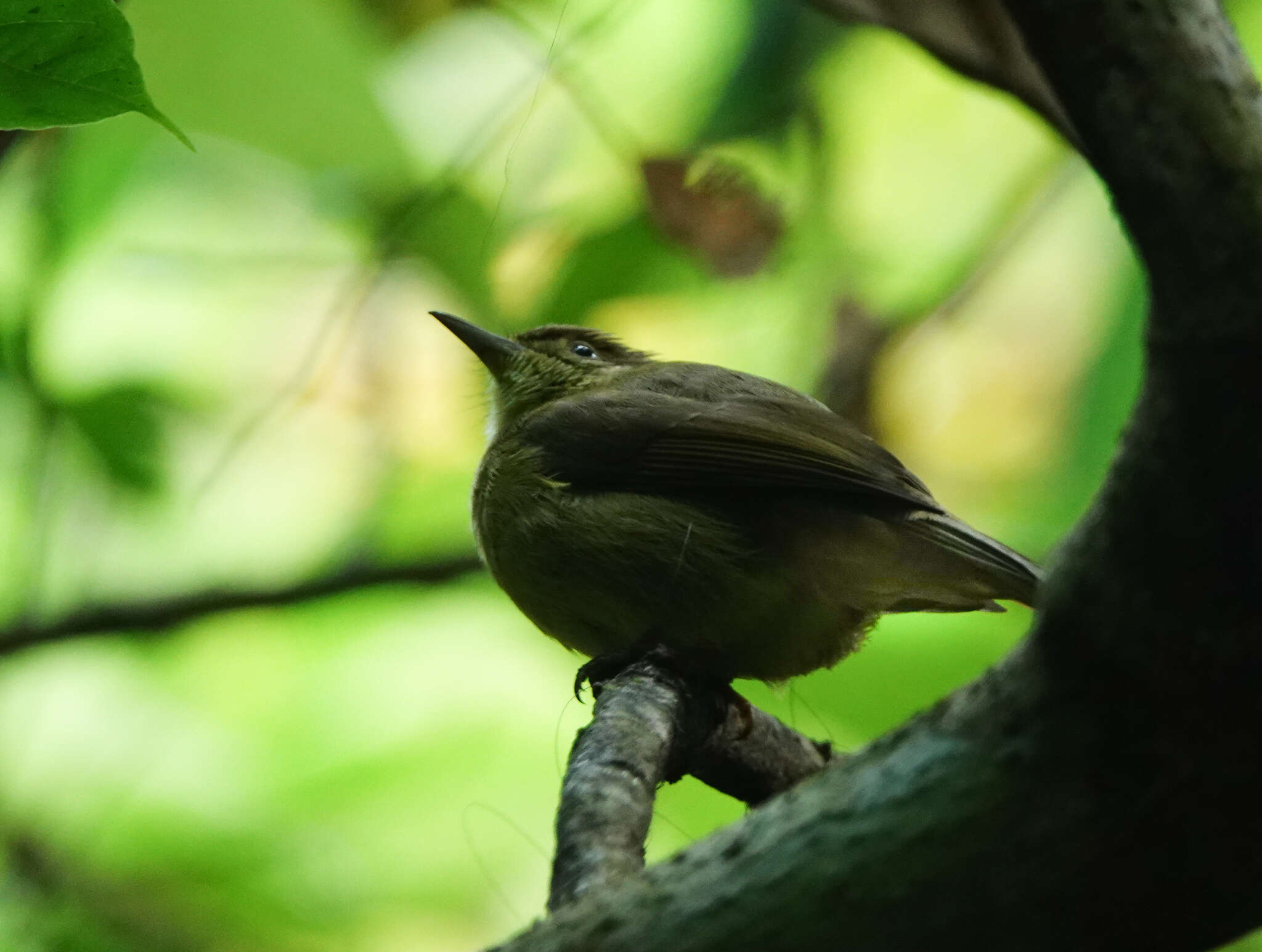 Image of Cachar Bulbul