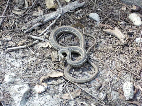 Image of Thamnophis proximus diabolicus Rossman 1963