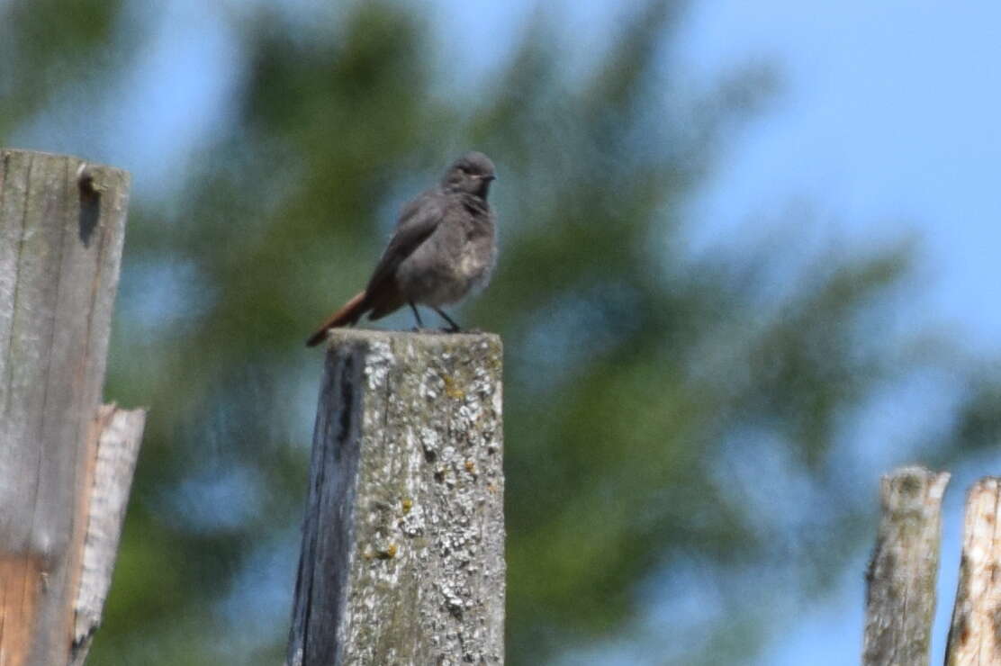 Image of Black Redstart