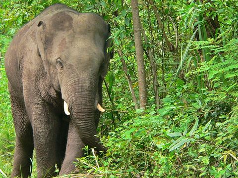 Image of Asian Elephant