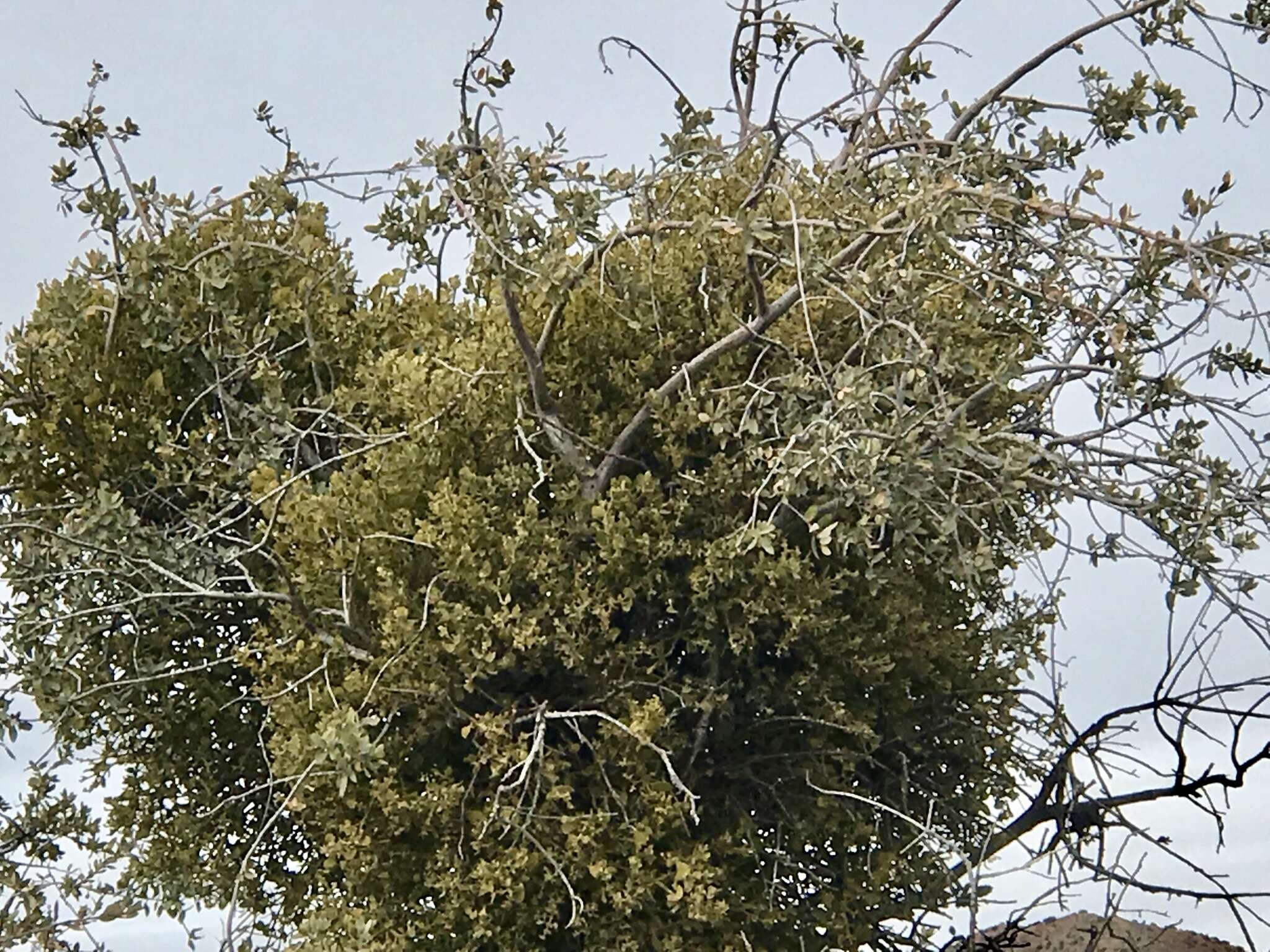 Image of Cory's mistletoe