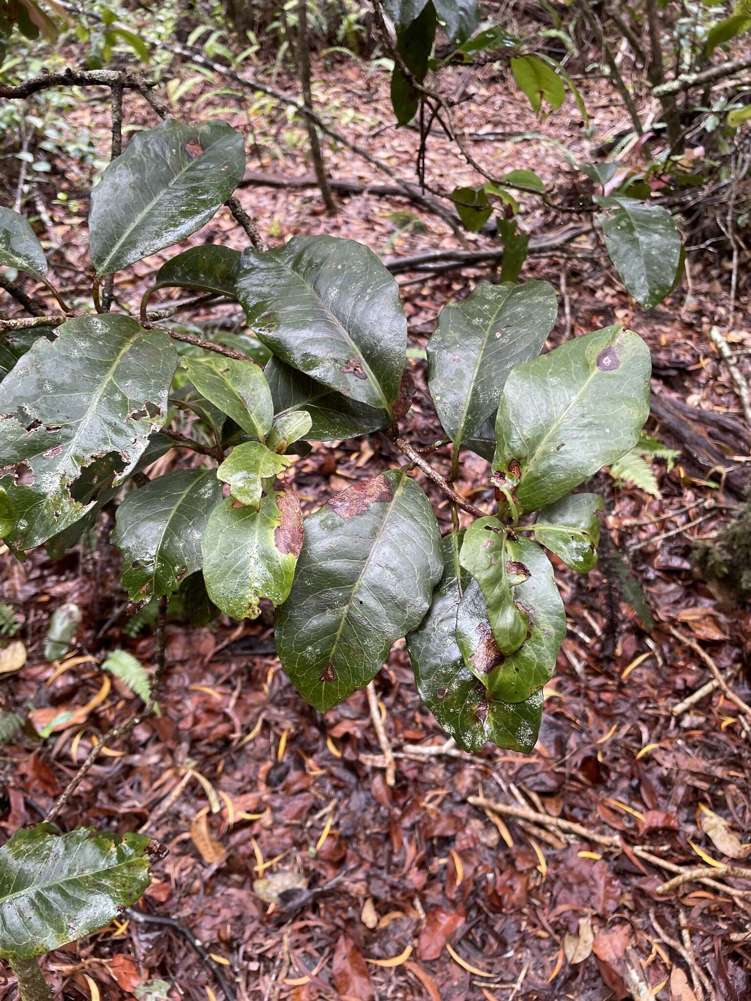 Image of Lanai colicwood