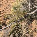 Image of Dichrostachys cinerea subsp. africana Brenan & Brummitt