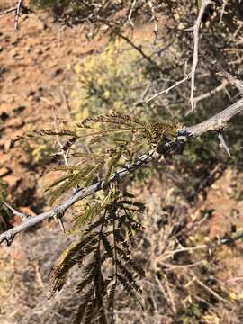 Imagem de Dichrostachys cinerea subsp. africana Brenan & Brummitt