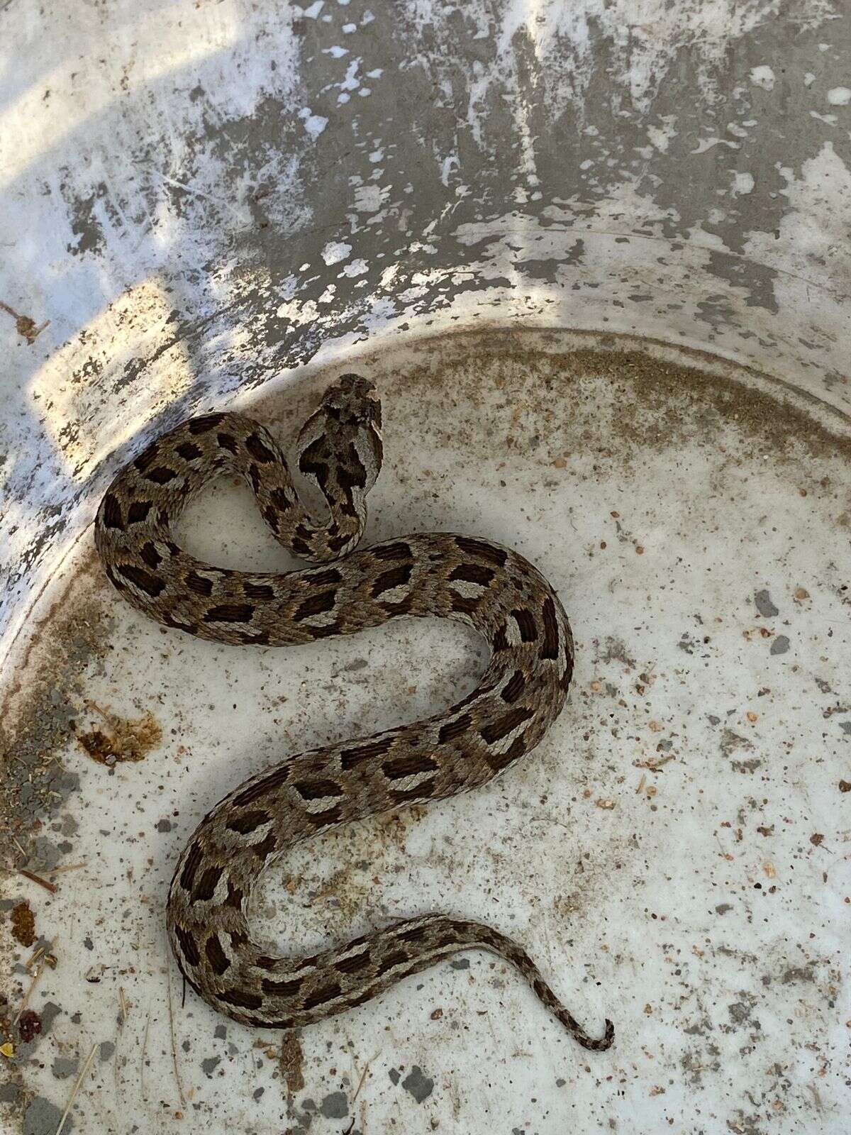 Image of Many-horned adder