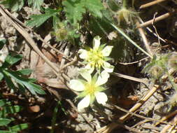 Image of Navajo cinquefoil