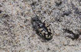 Image of Cicindela (Cicindela) latesignata Le Conte 1851