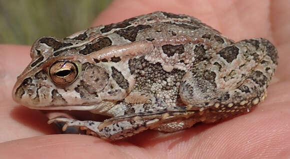 صورة Sclerophrys lemairii (Boulenger 1901)