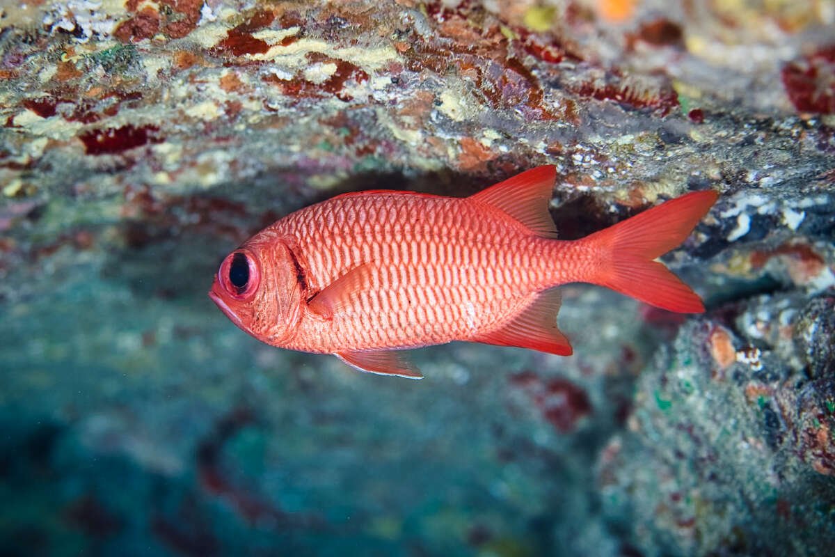 Image of Brick soldierfish