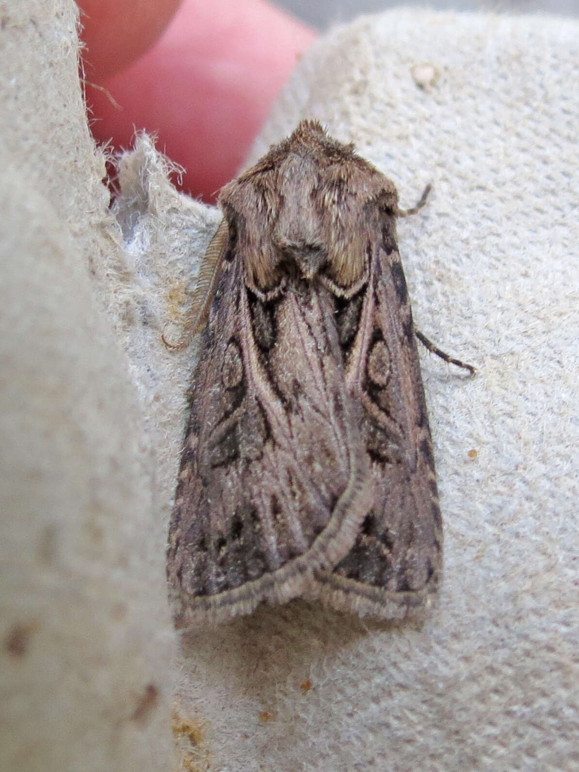 صورة Agrotis gladiaria Morris 1874