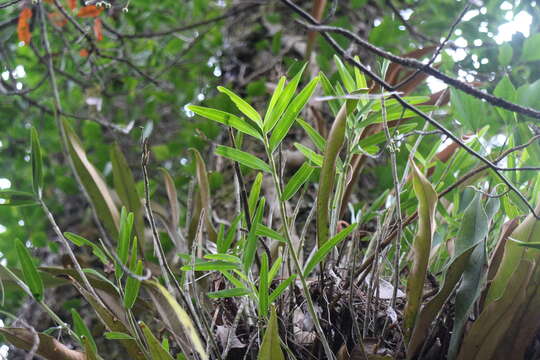 Image of Dendrobium chryseum Rolfe