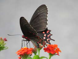 Image of Parides photinus (Doubleday 1844)