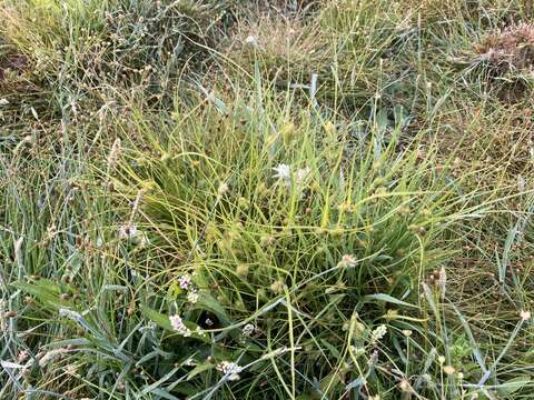 Imagem de Carex sychnocephala J. Carey