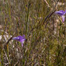 Image of Gladiolus atropictus Goldblatt & J. C. Manning