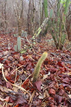 Image of Pilosocereus chrysostele (Vaupel) Byles & G. D. Rowley