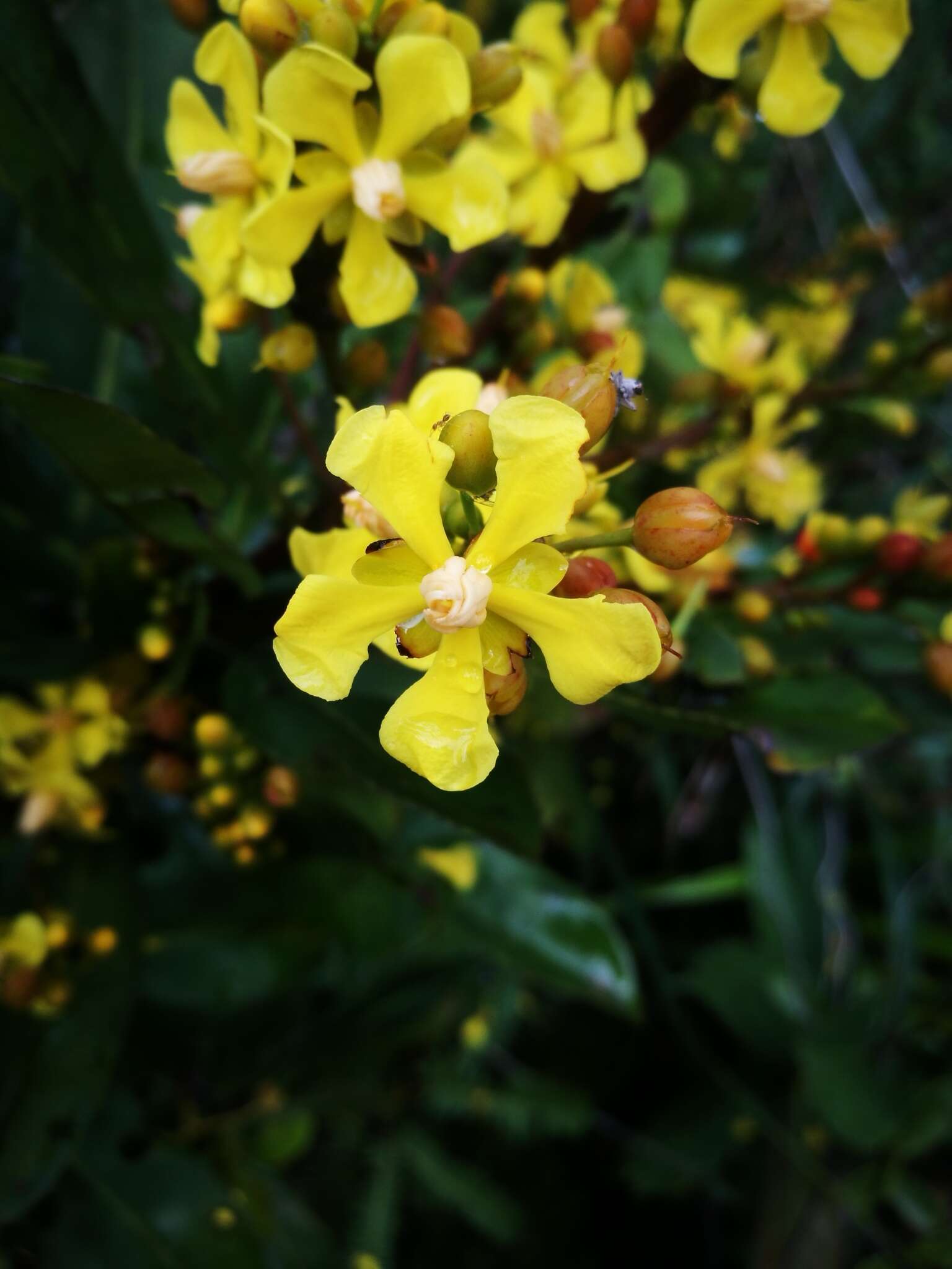 Image de Campylospermum anceps (Baker) H. Perrier