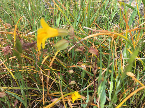 Image of widecalyx monkeyflower