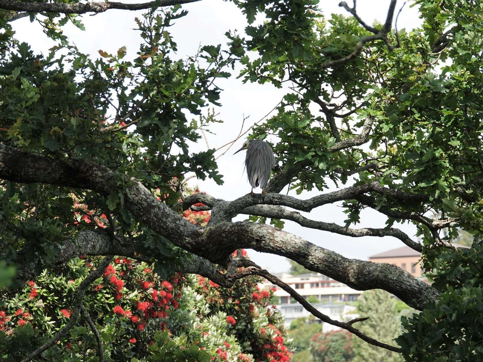 Image of Egretta novaehollandiae novaehollandiae