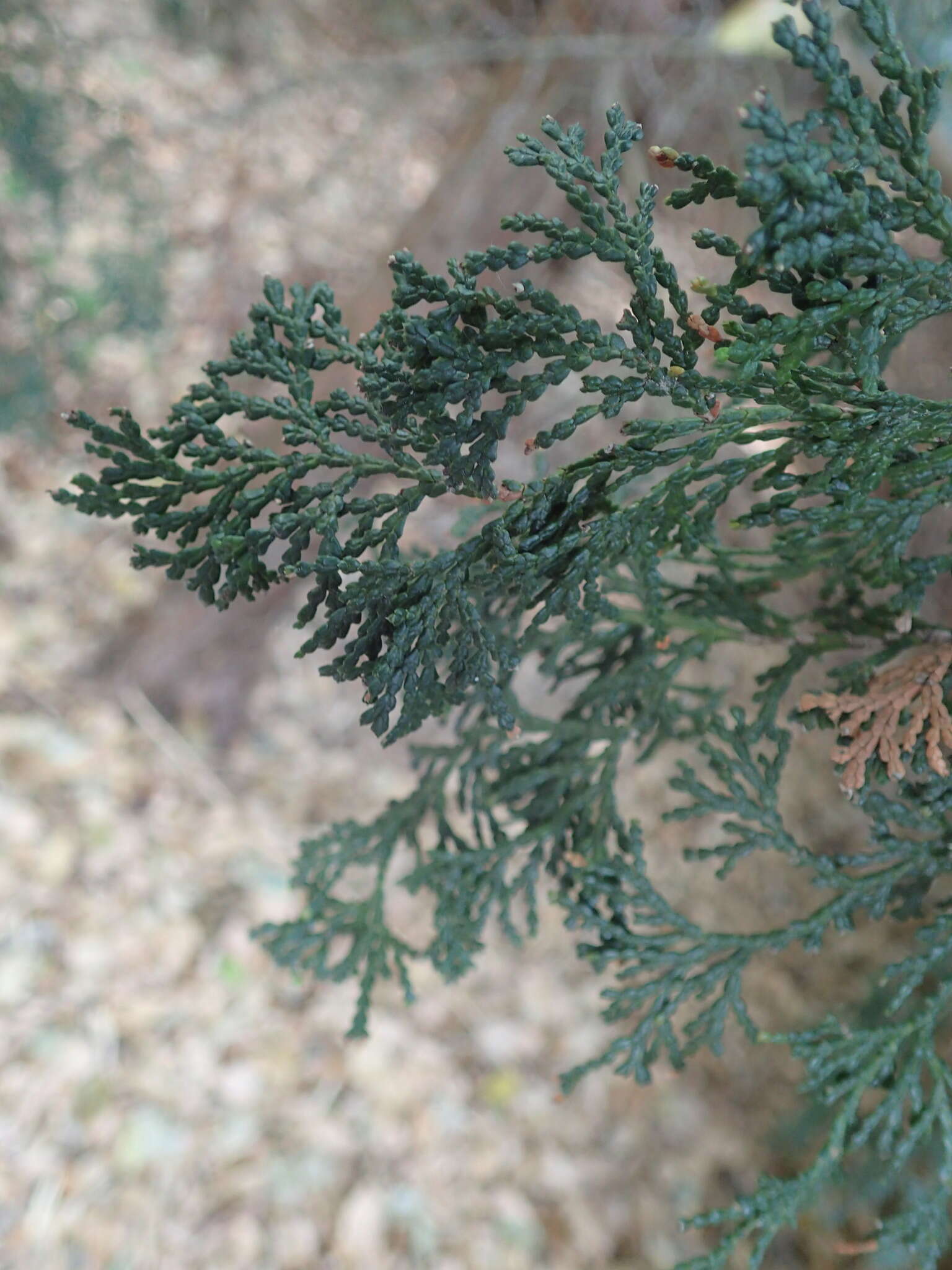 Image of Hinoki Cypress