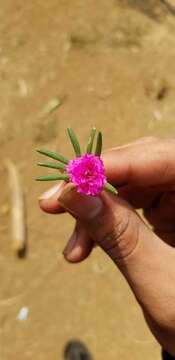 Image of Moss-rose Purslane