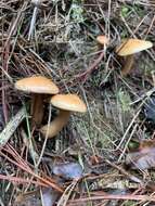 Image of Suillus bovinus (L.) Roussel 1796