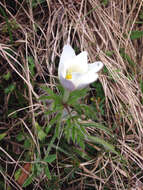 Imagem de Pulsatilla alpina subsp. austroalpina D. M. Moser