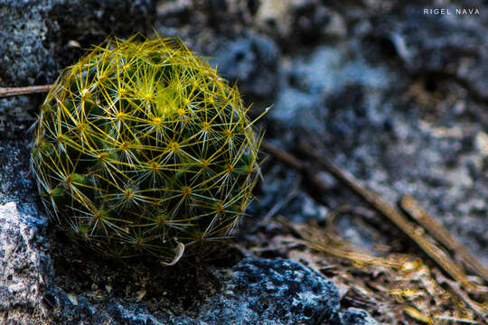 Image of Mammillaria picta Meinsh.