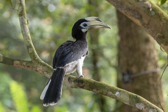 Image of Oriental Pied Hornbill