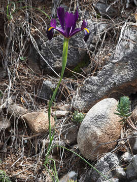 Image of Iris filifolia Boiss.