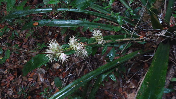 Image of <i>Hohenbergia stellata</i> Schult. & Schult. fil.