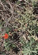 Image of spear globemallow