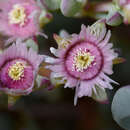 Image of Oscularia cedarbergensis (L. Bol.) H. E. K. Hartm.