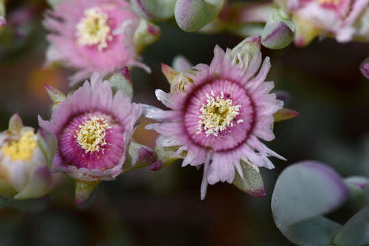 Image of Oscularia cedarbergensis (L. Bol.) H. E. K. Hartm.