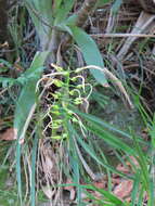 Image of Pitcairnia albiflos Herb.