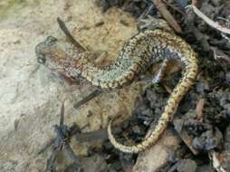 Image of Sacramento Mountain Salamander