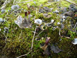 Peltigera didactyla (With.) J. R. Laundon的圖片