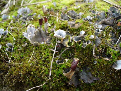 Image of felt lichen