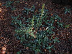 Image of Giant Rattlesnake-plantain