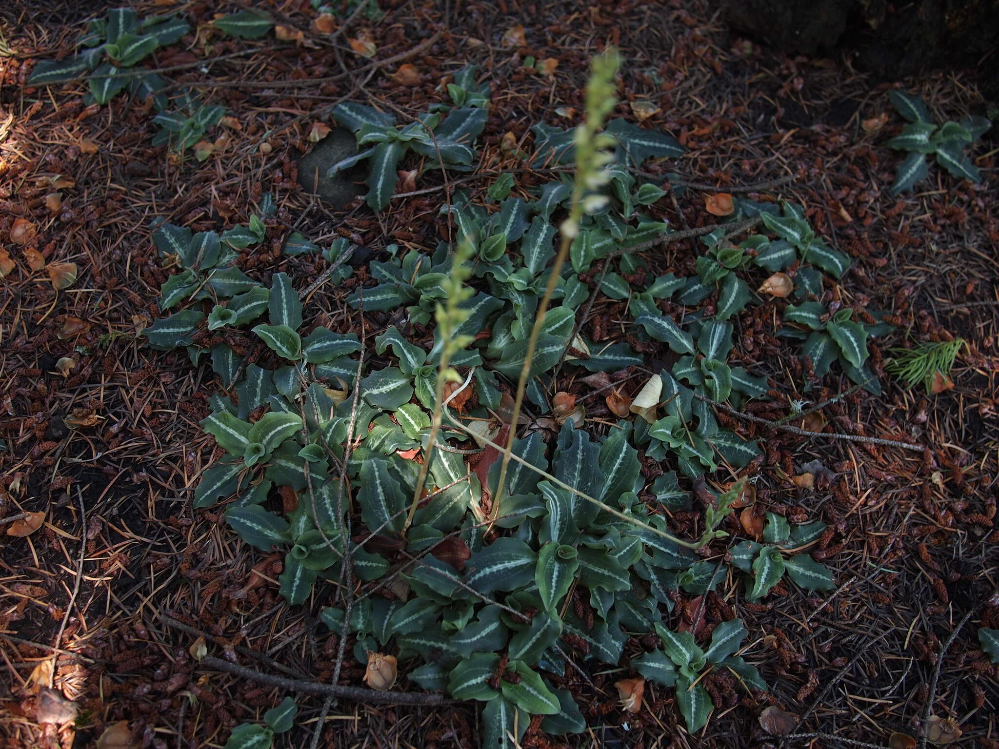 Image of Giant Rattlesnake-plantain