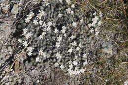 Plancia ëd Psychrophyton grandiflorum (Hook. fil.) Beauv.