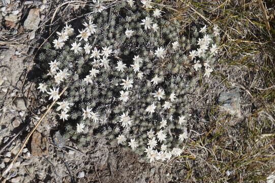 Image of Psychrophyton grandiflorum (Hook. fil.) Beauv.