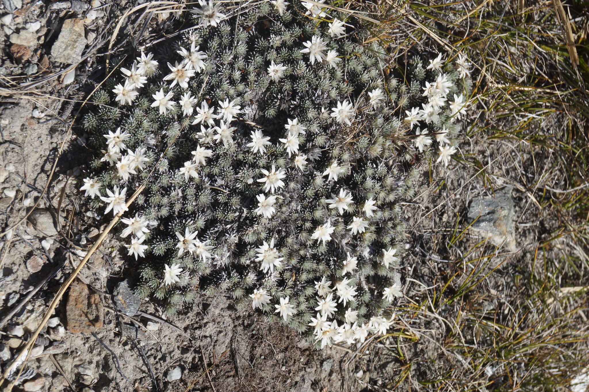 Plancia ëd Psychrophyton grandiflorum (Hook. fil.) Beauv.