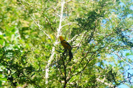 Image of Spot-breasted Oriole