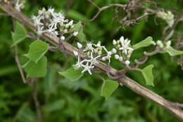 Image of Vincetoxicum pubescens (Bunge) Kuntze