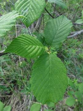 Imagem de Alnus incana subsp. rugosa (Du Roi) R. T. Clausen