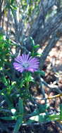 Image of Delosperma pageanum (L. Bol.) Schwant.