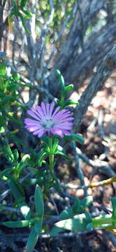 Image of Delosperma pageanum (L. Bol.) Schwant.