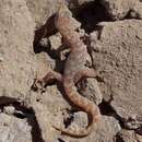 Image of Borelli's Marked Gecko