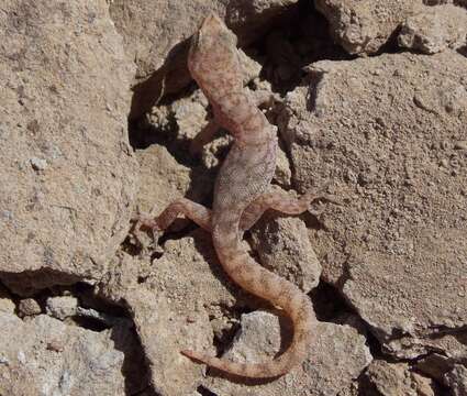 Image of Borelli's Marked Gecko
