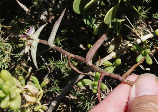 Image de Callisia micrantha (Torr.) D. R. Hunt